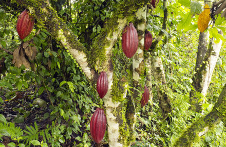 Kakaowiec – niezwykły twór przyrody